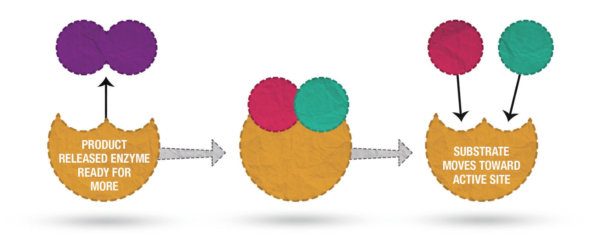 Enzymes are proteins that act as catalysts, speeding up chemical reactions. The substance on which the enzyme is reacting is called a substrate, which fits neatly into an enzyme. The enzyme weakens the bond in the substrate, facilitating the reaction.